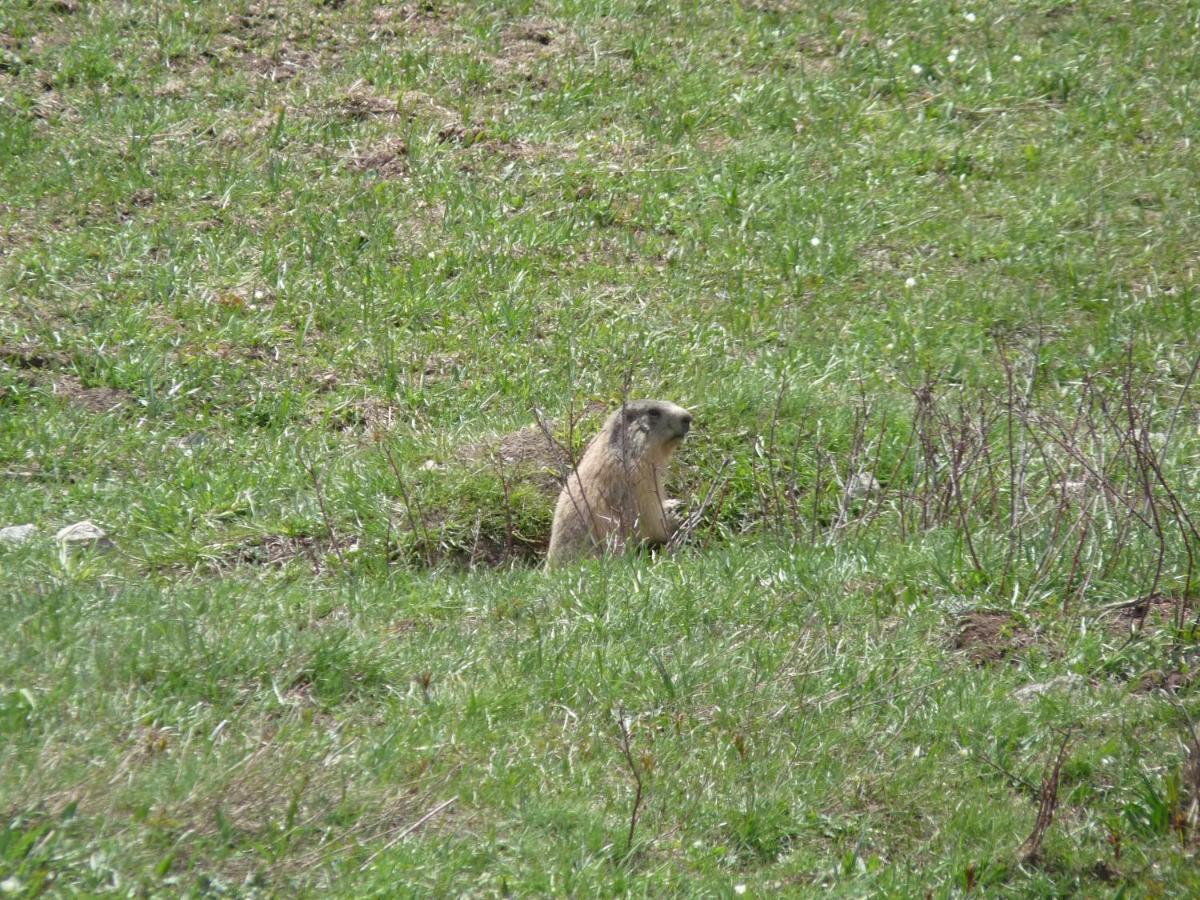 Les Marmottes D Estenc Zewnętrze zdjęcie